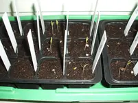 Garten 004.webp