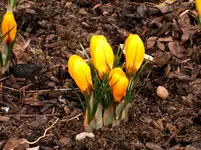 Garten 003.webp