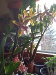 Orchidee 20.03.2010 001.jpg