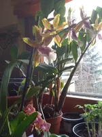 Orchidee 20.03.2010 001.webp