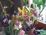 Orchidee 20.03.2010 002.jpg