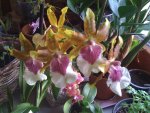 Orchidee 20.03.2010 003.jpg