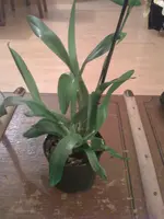Orchidee 20.03.2010 004.webp