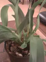 Orchidee 20.03.2010 007.webp