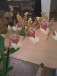 Orchidee 20.03.2010 008.jpg