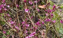 IMGP2985 - 2010-03-21 seidelbast blüten.webp