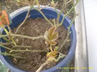 18772.webp