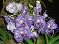 CIMG5236.webp
