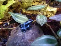 dartfrog.webp