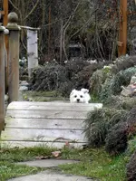 SDC10426.webp