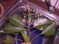 CIMG5910.webp