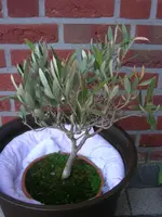 Olive PC 03.10.webp