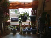Orchidee 21.03.2010 002.webp
