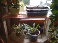 Orchidee 21.03.2010 003.webp