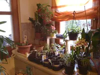 Orchidee 21.03.2010 008.webp