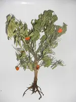 Calamondin-Baum 2010.03.20 1.webp