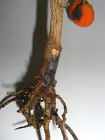 Calamondin-Baum 2010.03.20 2.webp