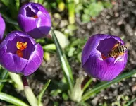Krokus mit Biene4.webp
