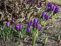 lila Krokusse unter Korkenzieher-Haselnuss.webp