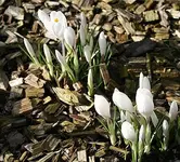 weiße Krokusse.webp