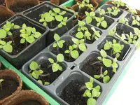 Physalis 2009.06.05 2.webp