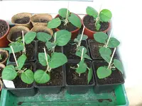 Physalis 2009.06.24.webp