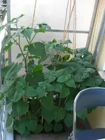 Physalis 2009.07.24 1.webp