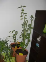 Physalis 2010.03.14.webp