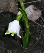Märzenbecher1.webp