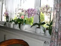 Orchideen 001.webp