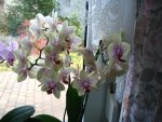 Orchideen 002.jpg