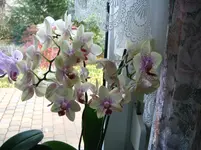 Orchideen 002.webp