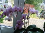 Orchideen 003.jpg