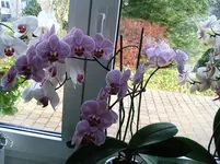 Orchideen 003.webp