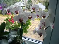 Orchideen 004.webp