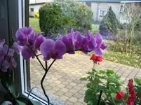 Orchideen 005.webp