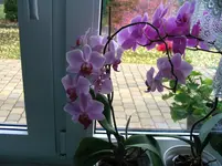 Orchideen 006.webp