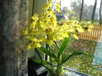 Orchideen 007.webp