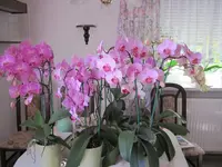 IMG_0333.webp