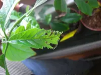 Avocado 2010.03.22.webp
