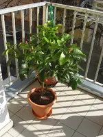 Zitronenbaum 2010.03.22 1.webp