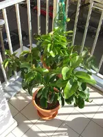 Zitronenbaum 2010.03.22 2.webp