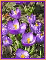 Lila mit Rahmen.webp