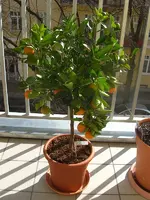 Calamondin-Baum 2010.03.22 1.webp