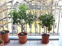 Calamondin-Baum + Zitronenbaum 2010.03.22 3.webp