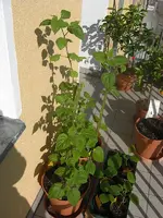 Physalis 2010.03.22 2.webp