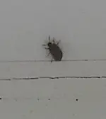 Käfer2.webp