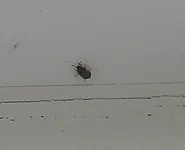 Käfer3.webp