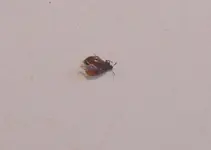 Käfer4.webp