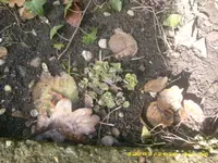 Eltern Garten 22.03.2010 005.webp